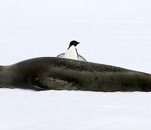 Cheeky penguin harassing Leopard seal