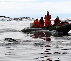 Adelie penguins porpoising through the water