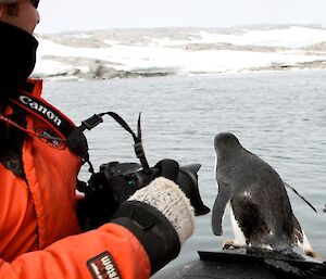 Adelie penguin sitting on the side of the boat