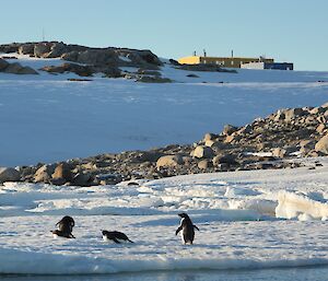 View of penguins with science lab in background