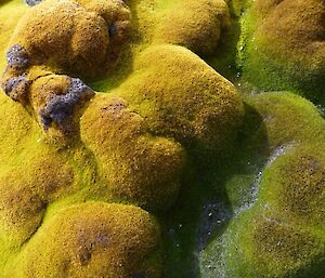 Antarctic moss