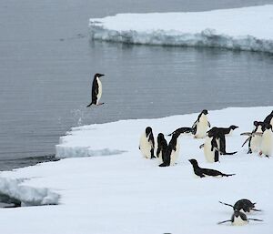 Adelie penguin jumping out of the water