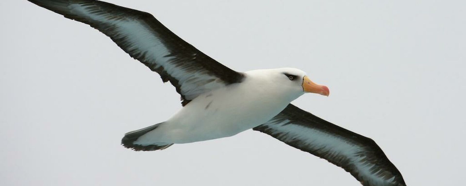 Black-browed albatross