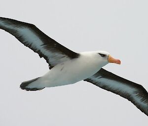 Black-browed albatross