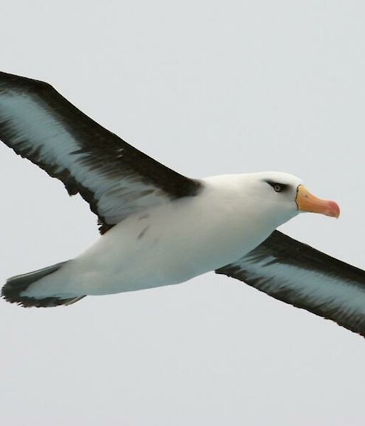 Black-browed albatross