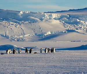 Emperor penguins