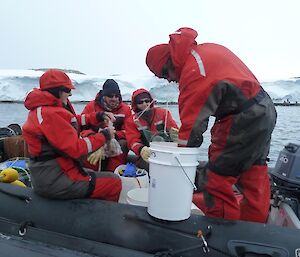 Preparing to catch marine samples with old meat