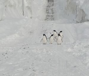 Penguins in Thala Valley
