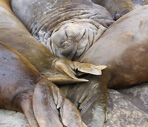 Elephant seal sleeping with friends.