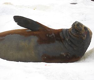 Moulting juvenile elephant seal