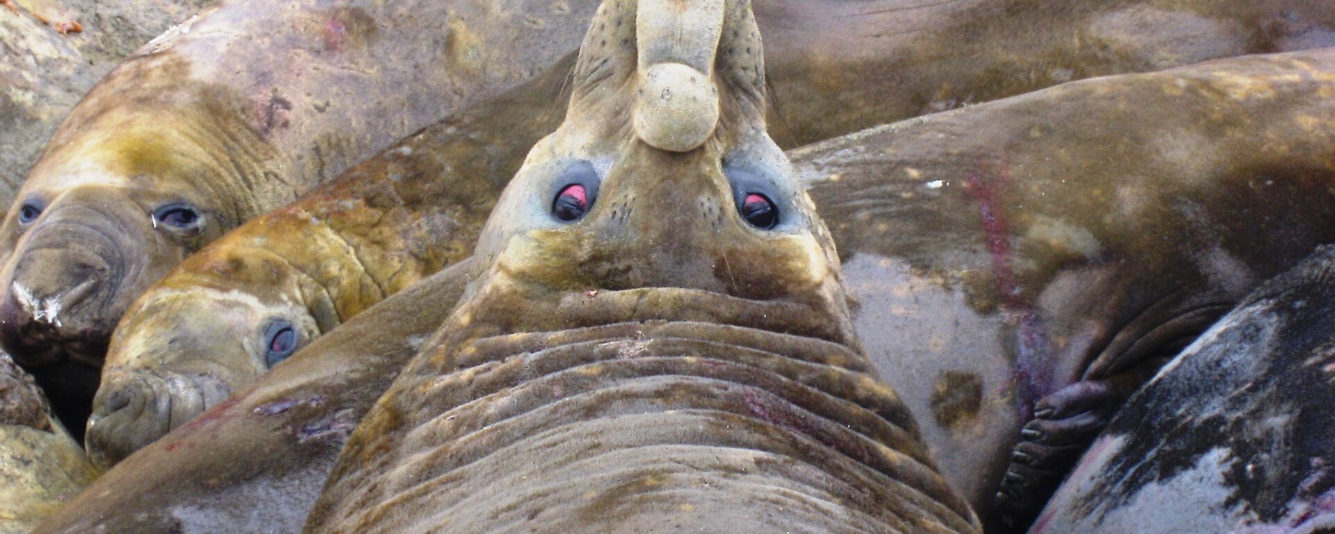 Bull elephant seal with proboscis