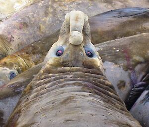 Bull elephant seal with proboscis