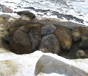 Elephant seal wallow.