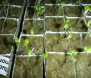 Seedlings growing in cartons.