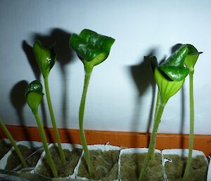 Closer shot of thin zucchini seedlings in square cartons.