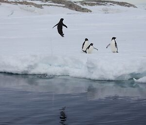 Adelie penguins