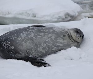 Weddell seal