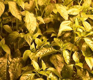 Chillies growing in the hydroponics facility at Casey