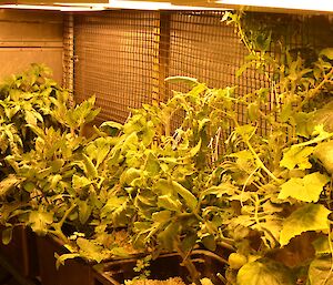Cucumbers, tomatoes and chillies growing in the hydroponics facility at Casey