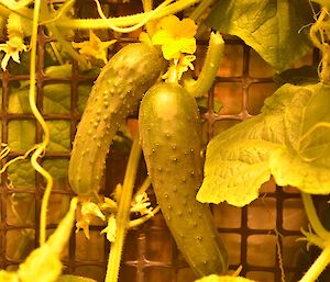 Fresh cucumbers growing in the hydroponics facility at Casey