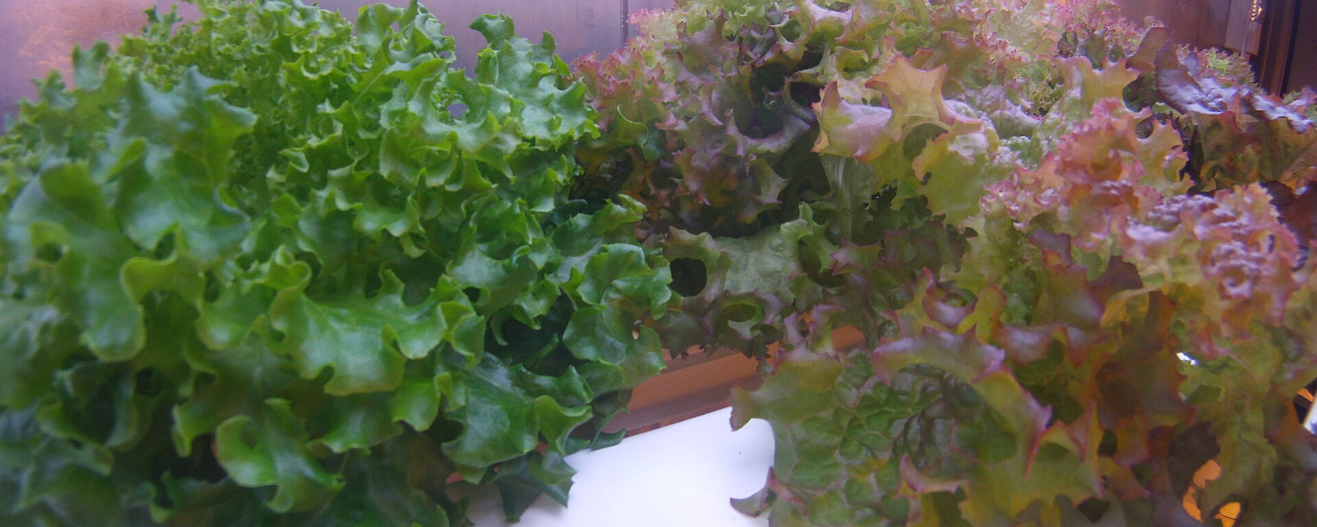 Lettuce growing in the hydroponics facility at Casey