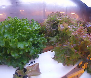 Lettuce growing in the hydroponics facility at Casey