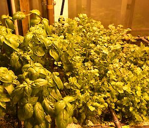 Herbs growing in the hydroponics facility at Casey