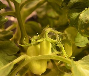 Roma tomatoes growing in the hydroponics facility at Casey