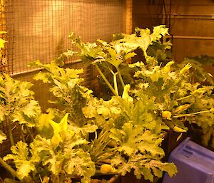 Zucchinis growing in the hydroponics facility at Casey