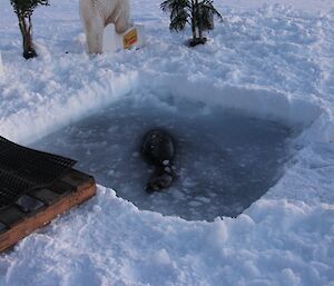 Weddell seal in swim hole during midwinter swim
