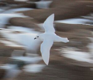 Snow petrel in flight