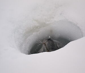 Weddell seal puts its head back down the sea ice hole