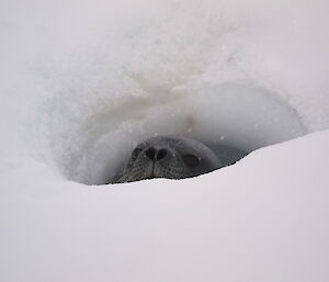 Weddell seal pops it’s head out of the sea ice