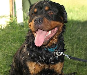 Cam’s dog, Frank the rotti