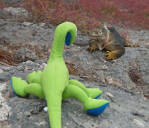 A Galapagos Land Iguana