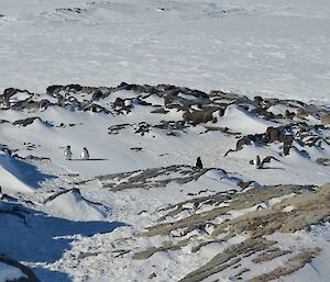 The first Adelie penguins of the season