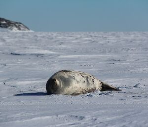 A heavily pregnant Weddell seal on the sea ice in Sparkes Bay