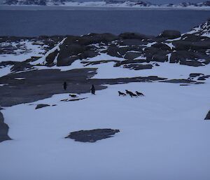 Penguins on Peterson Island