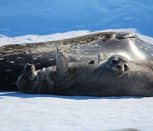 Baby Weddell seals resting with their mother