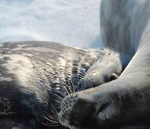Baby Weddell seal snuggling with its mother