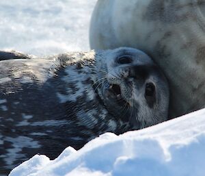 Baby Weddell seal close up with mouth open in apparent grin