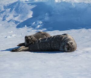 Two baby Weddell seals looking at the camera