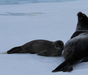 Baby Weddell seal with its mother who is lookin back at the camera