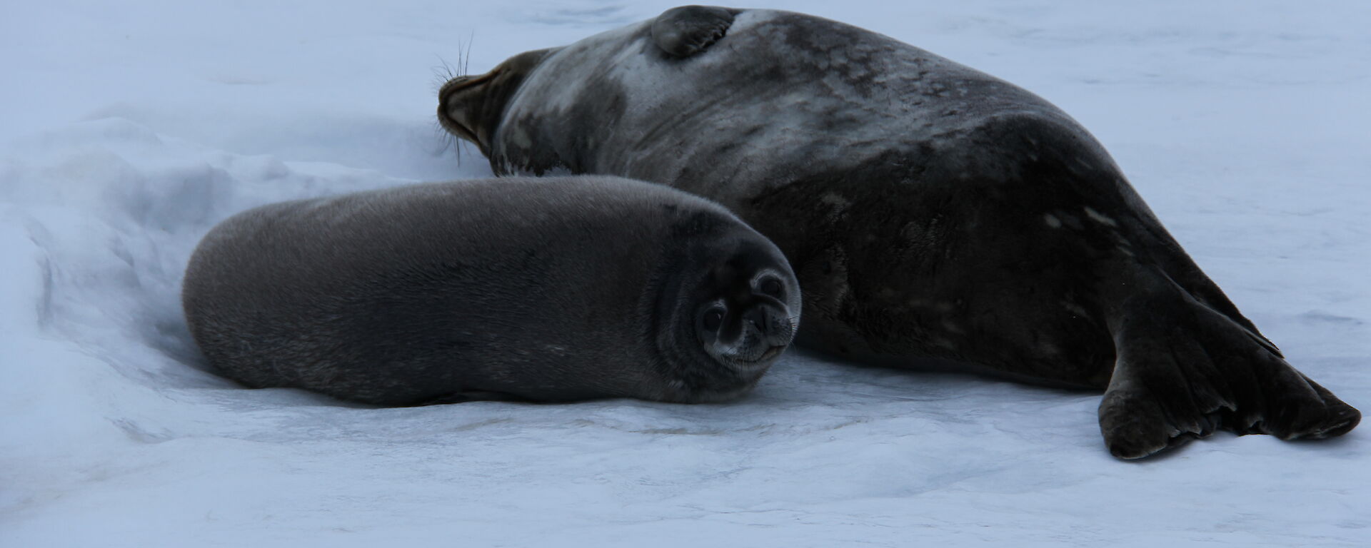 Baby Weddell seal looks at camera while its mother sleeps