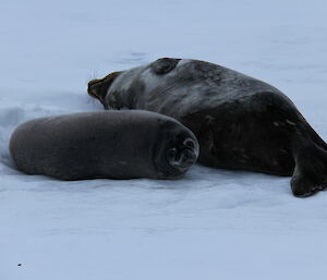 Baby Weddell seal looks at camera while its mother sleeps