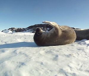 Baby Weddell seal rolling around with sun shining on it