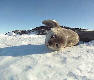 Baby Weddell seal faces the camera, perspective from the ice