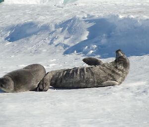 Two baby Weddell seals rolling around on the ice