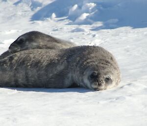 Baby Weddell seals resting on each other and the ice