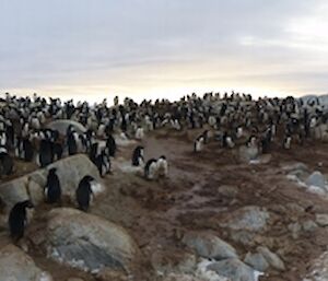 Adelie penguin rookery panorama